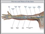 Click to enlarge: Arm Nerves